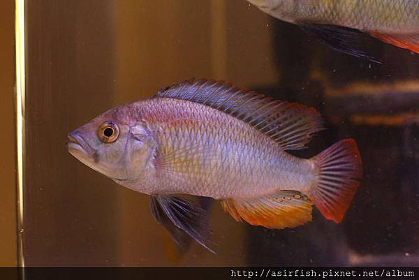 維鯛 火背天使 Haplochromis sp. 'Flameback' (8).JPG