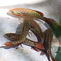 美鯛 花酋長 Parachromis motaguensis 5.JPG