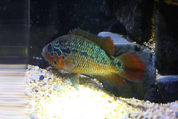 美鯛 花酋長 Parachromis motaguensis 7.JPG