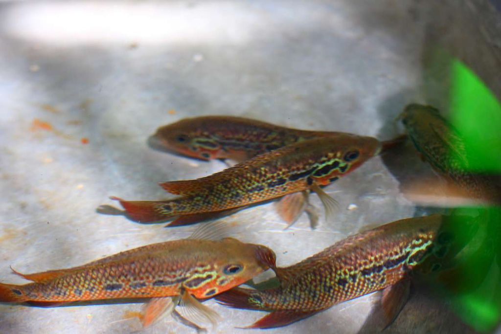 美鯛 花酋長 Parachromis motaguensis 6.JPG