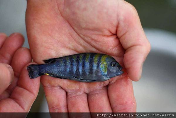 馬鯛 金背斑馬(柯布) Cynotilapia zebroides (Cobue) 4