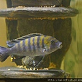 馬鯛 金背斑馬(柯布) Cynotilapia zebroides (Cobue) 8