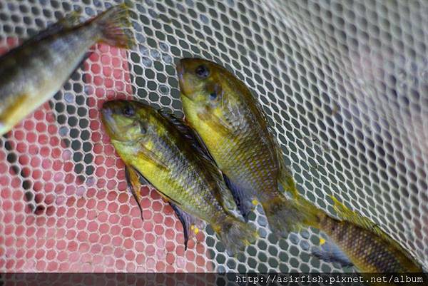 馬鯛 黃金奇隆多 Tropheops macrophthalmus kirondo 1