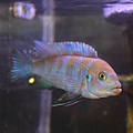 馬鯛 金背斑馬(柯布) Cynotilapia zebroides (Cobue) 9