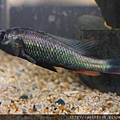 維湖慈鯛 雷爾 Haplochromis thereuterion (1).JPG