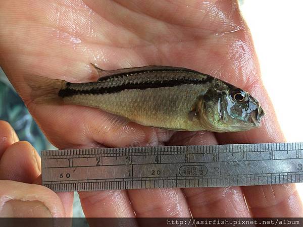 馬鯛 鳥嘴 Aristochromis christyi 5.JPG