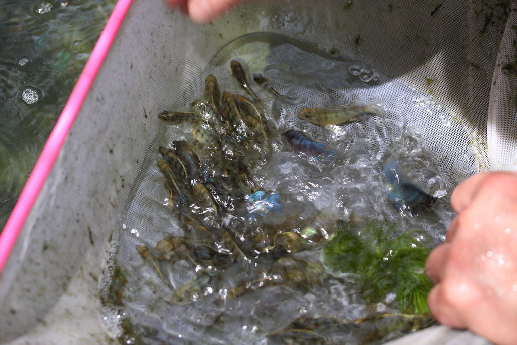 馬鯛 雪花豹 Fossorochromis rostratus 7.JPG