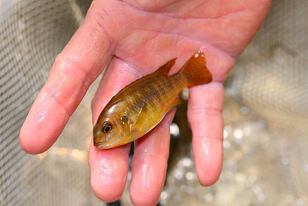 馬鯛 桔色奇倫巴 Tropheops sp. 'Chilumba' (Female).JPG