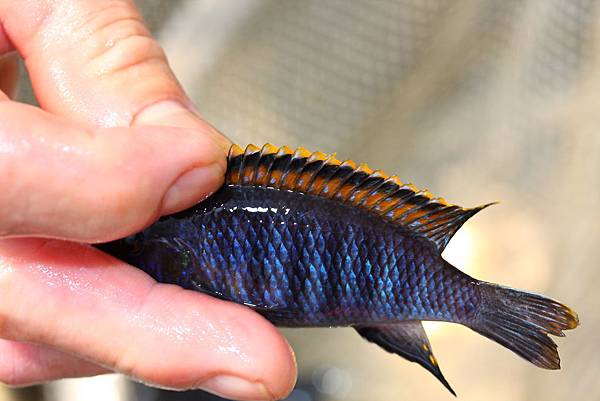 馬鯛 桔色奇倫巴 Tropheops sp. 'Chilumba' (Male 1).JPG