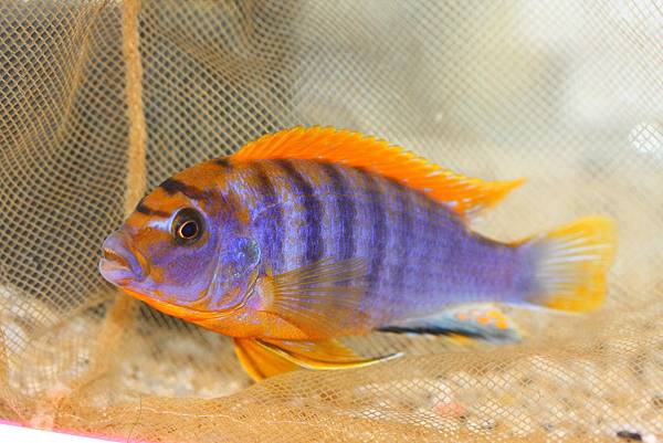 馬鯛 超級紅雞 Labidochromis sp. Hongi 'Super Red' (2).JPG