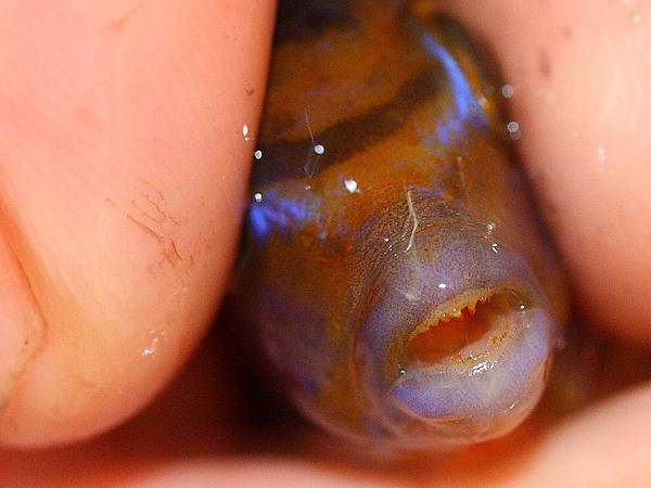 馬鯛 超級紅雞 Labidochromis sp. Hongi 'Super Red' (4).JPG