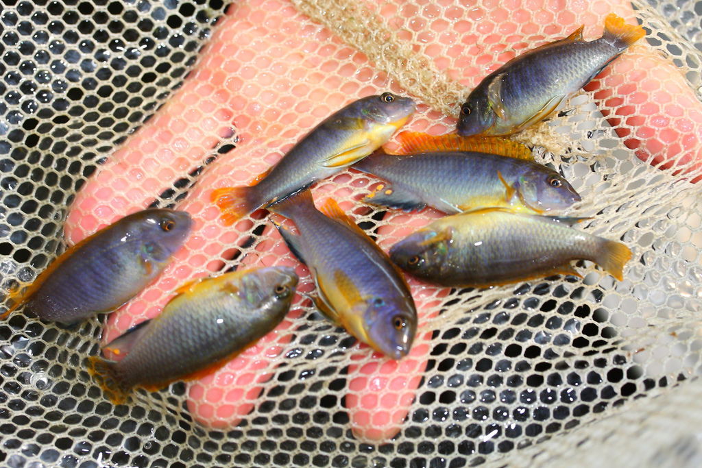 馬鯛 超級紅雞 Labidochromis sp. Hongi 'Super Red' (5).JPG