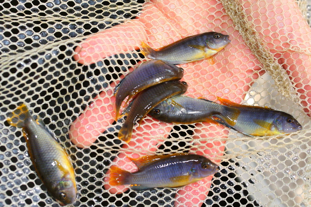 馬鯛 超級紅雞 Labidochromis sp. Hongi 'Super Red' (6).JPG