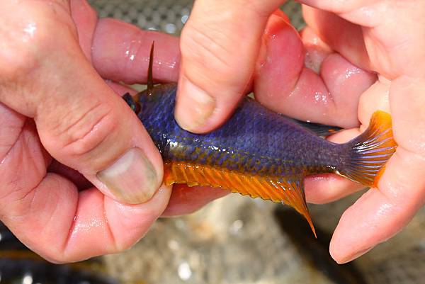 馬鯛 超級紅雞 Labidochromis sp. Hongi 'Super Red' (9).JPG