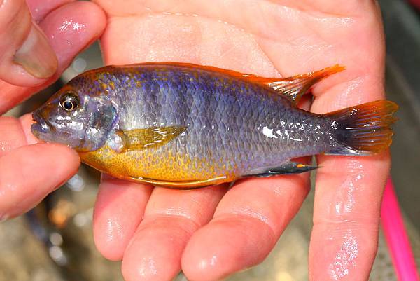 馬鯛 超級紅雞 Labidochromis sp. Hongi 'Super Red' (11).JPG