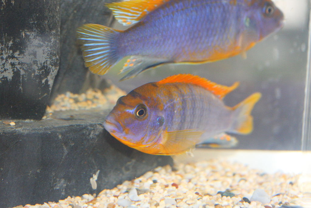 馬鯛 超級紅雞 Labidochromis sp. Hongi 'Super Red' (14).JPG