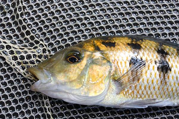 馬鯛 雪花豹 Fossorochromis rostratus 11.JPG