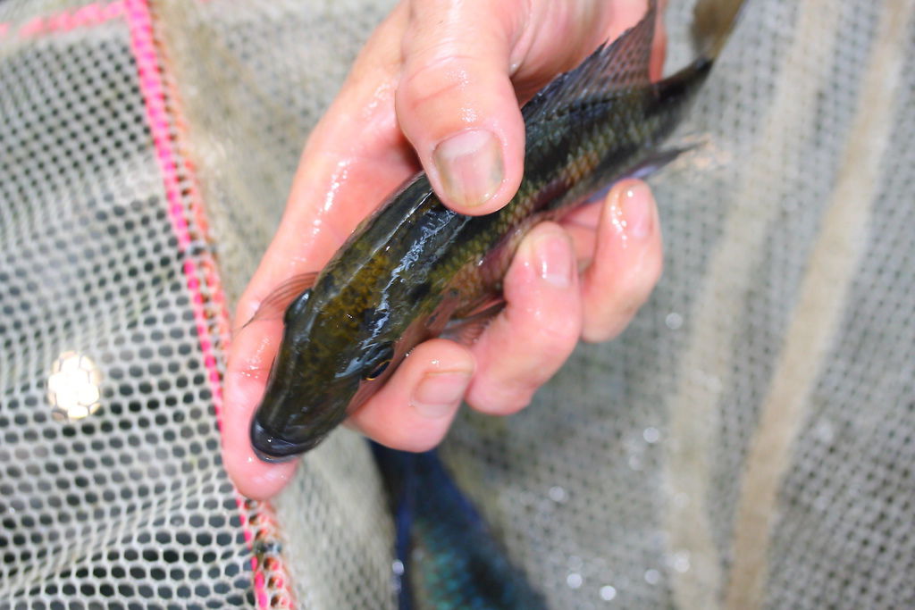 馬鯛 雪花豹 Fossorochromis rostratus 12.JPG