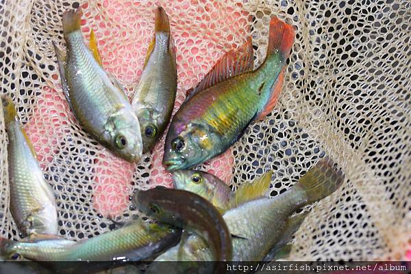 維鯛 火背天使 Haplochromis sp. 'Flameback' (11).JPG