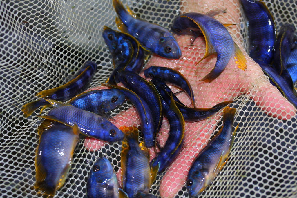 馬鯛 奇蒂姆巴龍王鯛 Petrotilapia sp. 'chitimba' 14.JPG