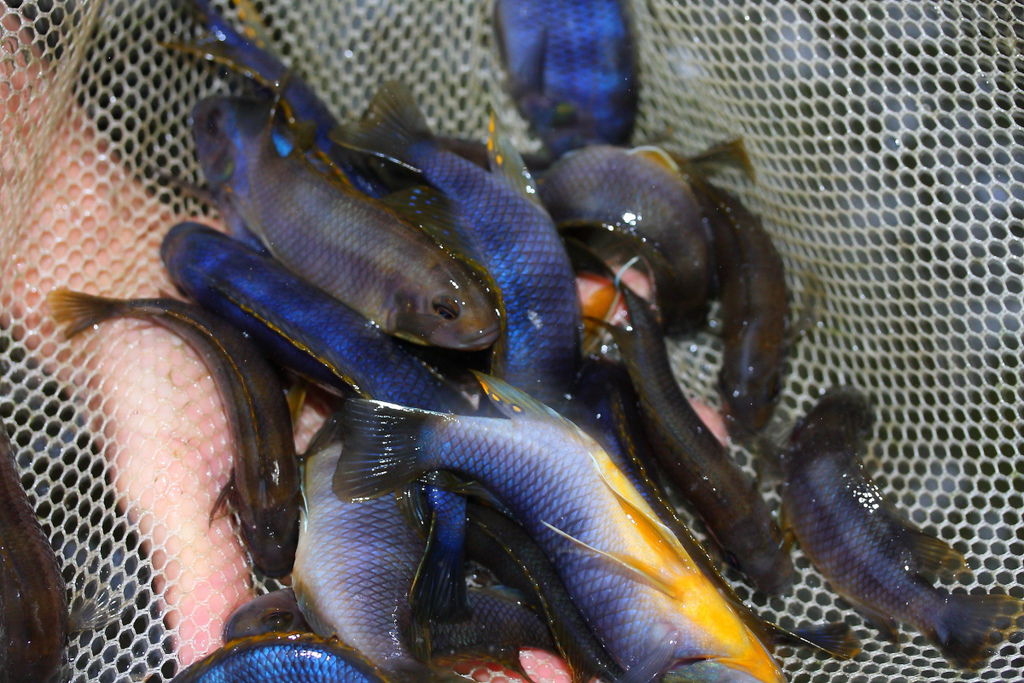 馬鯛 奇蒂姆巴龍王鯛 Petrotilapia sp. 'chitimba' 15.JPG