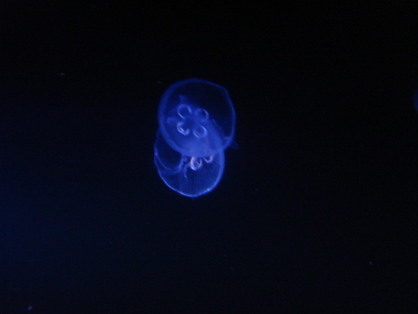 DSC05235.JPG