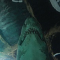DSC05426.JPG