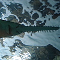 DSC05428.JPG