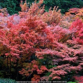 苔寺(西芳寺)