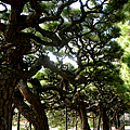栗林公園 錯綜複雜的松樹 (つдС)
