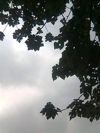 一團團葉子 一團團葉子