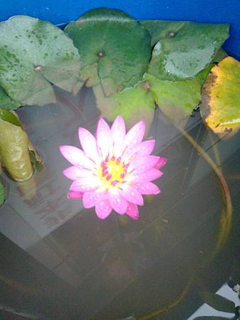雨中蓮花 雨中蓮花