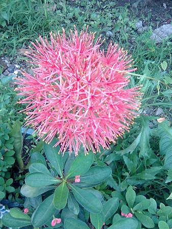 球狀花 球狀花