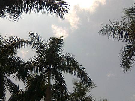 椰子樹與天空 椰子樹與天空