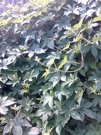 路旁野草 路旁野草