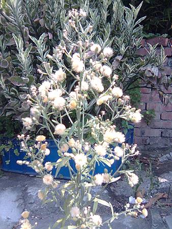 路旁野草花 路旁野草花