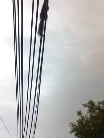 電線上的松鼠-2 電線上的松鼠-2