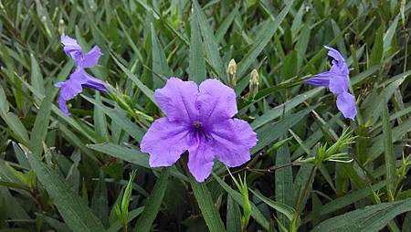 20140923路邊花草-2 20140923路邊花草-2