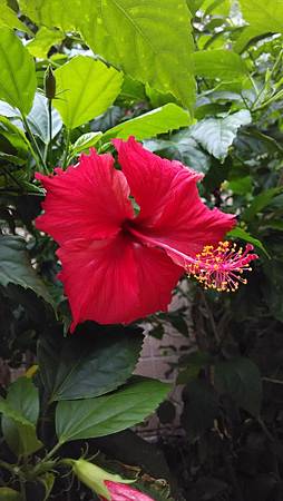 20141024路邊花草-2 20141024路邊花草-2
