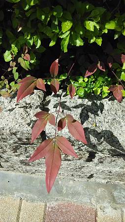 20141029路邊花草-2 20141029路邊花草-2
