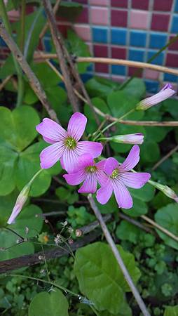 20150103路邊花草