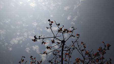 20150401路邊花草-2 20150401路邊花草-2