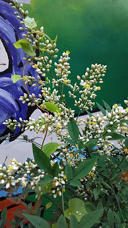 20150401路邊花草-數珠珊瑚的花 20150401路邊花草-數珠珊瑚的花