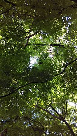 20150414路邊花草 20150414路邊花草