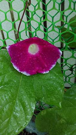 20150505路邊花草-6 20150505路邊花草-6
