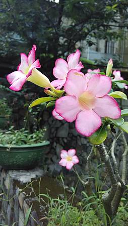 20150514路邊花草-1 20150514路邊花草-1