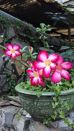 20150514路邊花草-2 20150514路邊花草-2