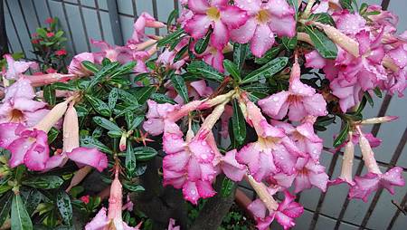 20150522路邊花草 20150522路邊花草