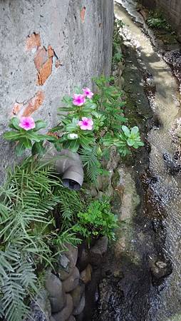 20150609路邊花草-12 20150609路邊花草-12