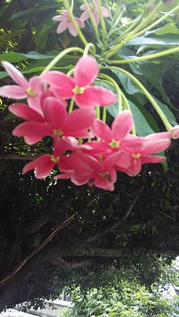 20150610路邊花草-2 20150610路邊花草-2
